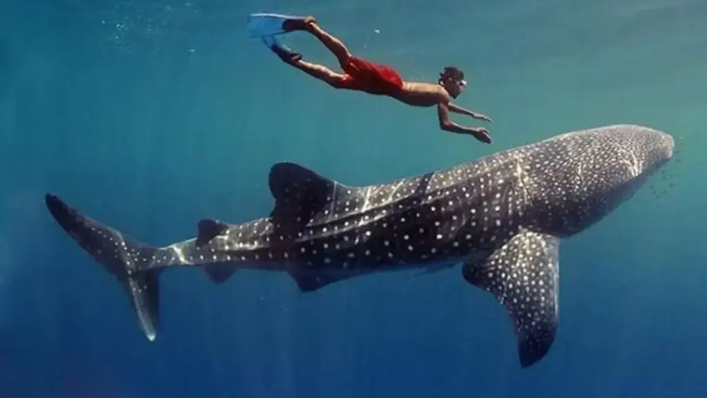 5 unique experiences to enjoy in Holbox in 2025 that you can't miss