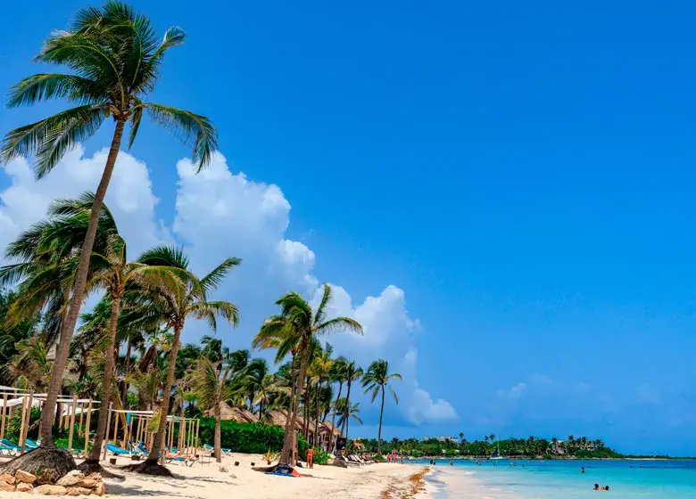 Palm trees at the edge of the turquoise beaches in Akumal